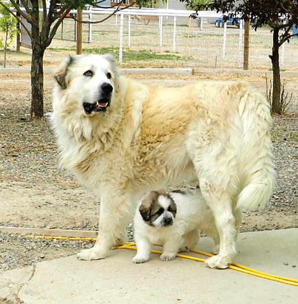 Livestock Guardian Dogs